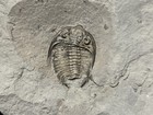 Trilobite-ultra Rare Waldron Shale Dalmanites Halli From Indiana-fossils Crinoid