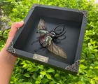 Real Framed Giant Atlas Beetle Insect Bug Taxidermy Art Decor Christmas Decor