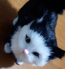 Kitten Cat 5 Inch Stuffed Animal Plush Toys Toddler Doll Kids Gifts