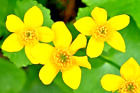 100 Swamp Marigold Seeds   Sale Free Shipping Non Gmo Heirloom