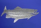 Spotted Trout Man Cave Lodge Cabin Fish Fishing Plasma Cut Wall Art 24-1 8  X12 