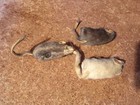 Lot Of 3 Vintage Original Fur Toys West Germany Miniature Mouse 2    Wrongway052