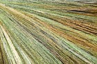 50 Mixed Colors Broom Corn Sorghum Bicolor Heirloom Grain Seeds For Dried Decor