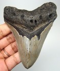 Megalodon Shark Tooth - 3 83    Real Fossil - No Restorations Prehistoric Shark