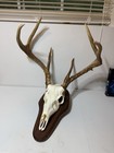 Wild 7 Point Whitetail Deer Antler Rack Horn Skull European Mount Man Cave