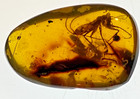 A101 Bu8009 Rare Mantid     In Authentic Burmese Amber Burmite 99mya