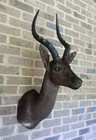 Rare Black Impala - Natural Coloration