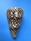 132 8mm   Conus Bandanus  giant Size   Nice Shell