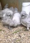 12 Npip Eggs Bearded Silkie Bantam Hatching Eggs    extreme Show Quality   