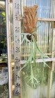 Platycerium Staghorn Wallinckii  7 Large Size