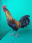 12 Showme Mel Sims Line Black Aka Brownred Fertile Gamefowl Hatching Eggs