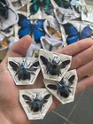 4pcs Taxidermy Blue Carpenter Bee Teaching Collection Insects Entomology Gift