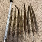 Authentic Wild Pheasant Tail Feathers  8 Pieces  16-21 In  Feathers In Image