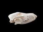 Authentic Coyote Skull   Real Museum Quality   Canis Latrans   Free Usa Shipping