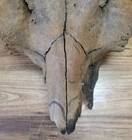 Bison Skull Real Historic Buffalo Skull River Find