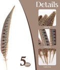 5pcs Pheasant Feather 10-12inch 25-30cm Natural Male Ringneck Tails Feathers