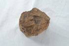 Natural Petrified Wood Fossil Log Section Display Specimen 4 Inch