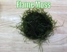 Flame Moss Taxiphyllum Sp  Flame Live Aquatic Plants From Plant Betta Freshwater