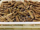 Australian Sea Cucumber-wild Caught Golden Sandfish                             Size Xl 15-19 500g