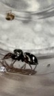 Jumping Spider Baby Slings I3   I4  