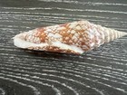 Conus Milneedwardsi Jousseaume 1894 120 65mm  F   With Operculum Indi