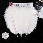  White Ostrich Feathers 24pcs Natural Bulk 8-10inch 20cm-25cm For Crafts 