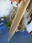 Rattlesnake Skin Prairie Rattle Snake Hide Dry Tanned Wrap Pen Blanks 50 In  R2