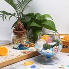 Sea Shells Mixed With Sea Glass 7 Ounces For Crafts  Natural Scallop Seashell   