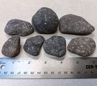 7 Crinoid Matrix Fossil Lot Michigan Devonian Specimens 