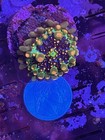 Lps Wysiwyg Og Godzilla Mushroom Coral
