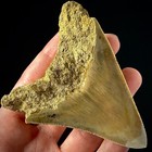 Indonesian Megalodon Shark Tooth 3 63  Real Unrestored Shark Teeth Fossils