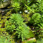  Parrots Feather 1 Bunch -freshwater Aquatic Live Pond Plants  Super Price  