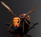 Bandai Gashapon Hornet Advance 02 Action Figure W  Stand Asian Giant Hornet 2024