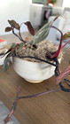 Spanish Moss     Natural Decorative Moss For Houseplants  Soil Cover  Crafts  Terr