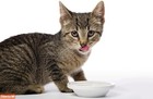 Hartz Hairball Remedy Plus Salmon Flavored Paste For Cats And Kittens  2 5 Ounce