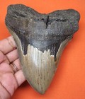 Megalodon Shark Tooth - Real Fossil - Almost 5  - Shark Teeth - No Repairs