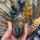 600g Natural Fossil Conch Crystal Specimen Healing