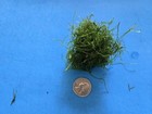 Live Aquarium Java Moss 2oz Cup Green And Clean Buy 2 Get 1 Free Lowest Price 