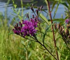 200 Ironweed Medicinal Herb Seeds Purple Flower Free Shipping Vernonia Fascicula