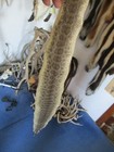 Rattlesnake Skin Prairie Rattle Snake Hide Dry Not Tanned Wrap 39 In  G1