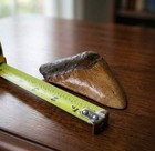 Megalodon Stone Shark Tooth 3 82    Fossil Serrated Shark Teeth
