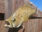 Vintage 13  White Crappie Taxidermy Mount Real Fish Wall Display Cabin