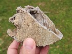 Florida Agatized Coral Agate Fossil Geode Cut Display Piece Uv Colorful