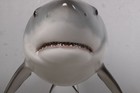 Hanging Great White Shark Life Size Resin Statue Ocean Sea Animal Prop Display