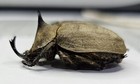 Dynastidae   Lycomedes Buckley 31mm A- Pair