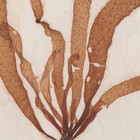 Antique 1833 Scottish Dried Sea Algae Herbarium 34 Punctaria Plantaginea