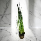 Tall Hairgrass     Elegant  Easy Live Aquarium Plant  eleocharis Montevidensis 