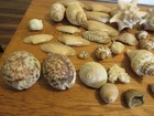 Vintage Lot Mixed Estate Collection Of Seashells Conches Tiger Cowries And More