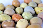 12   5 Extra         Lsj Farms - Button Quail Hatching Eggs Chinese Paint Quail Rare