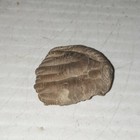 Crinoid Sarocrinus Mississippian Fossil Lake Monroe  Indiana